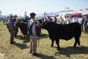 Comienza la Semana Angus de Primavera en Cañuelas con más de 60.000 cabezas a remate