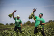 Crisis económica en La Plata: 9 de cada 10 productores hortícolas están endeudados