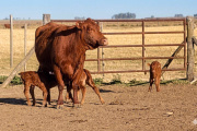 Una vaca tuvo trillizos de forma natural: se da un caso cada 100 mil partos