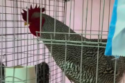 Pagaron más de $3 millones por un gallo en Bolívar y rompió un récord nacional