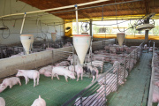 Crecen la producción y el consumo de carne porcina en la Argentina