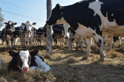 La producción y el consumo de leche crecieron por arriba del 4% en los primeros 8 meses del año