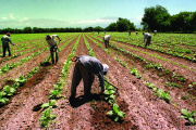 Actualizan el sueldo de los trabajadores rurales: cuánto cobra un peón en octubre