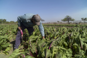 Crisis en las quintas de La Plata: tiran verdura por el derrumbe del consumo y la suba de costos