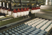 Récord en exportaciones de ovoproductos: superaron los 20 millones de dólares en ocho meses