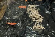 Desbaratan pesca ilegal nocturna en la laguna gracias a una alerta ciudadana