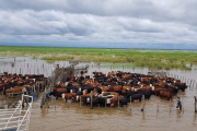 Productores de San Nicolás, Ramallo y San Pedro evacuan ganado