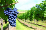 Las exportaciones vitivinícolas argentinas crecieron 24% en septiembre