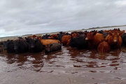Nación homologó la emergencia agropecuaria en 9 de Julio y Necochea por las inundaciones