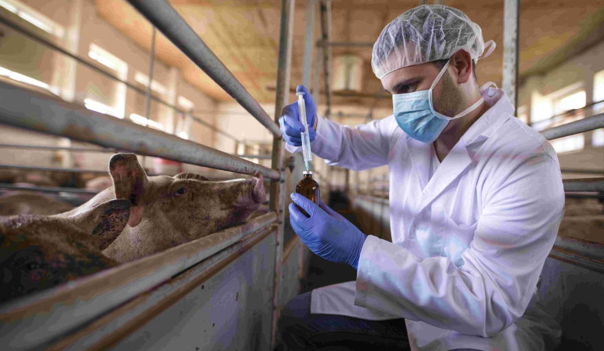 Día Mundial de la Zoonosis: Cuando la prevención también salva vidas humanas