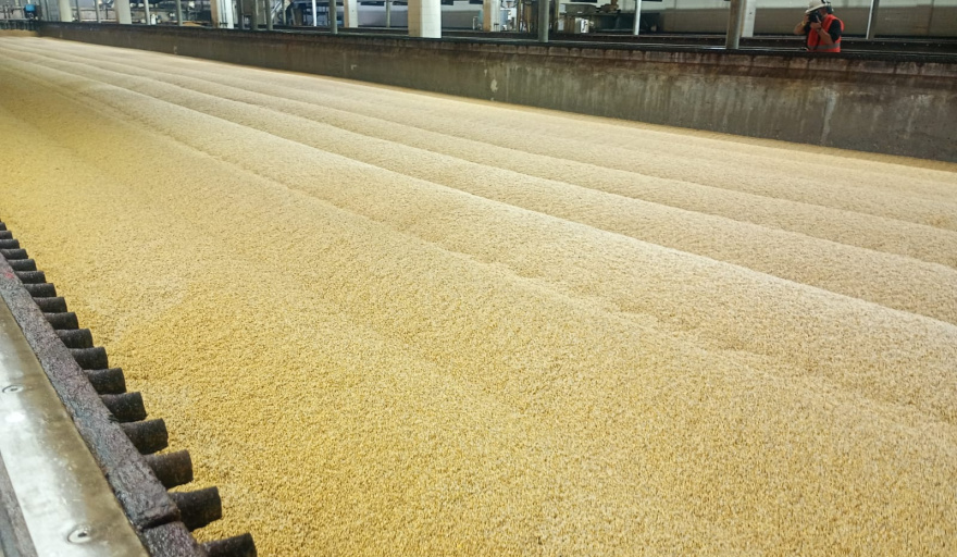 La industria cervecera espera una campaña de cebada récord y alerta por el cuidado en la poscosecha