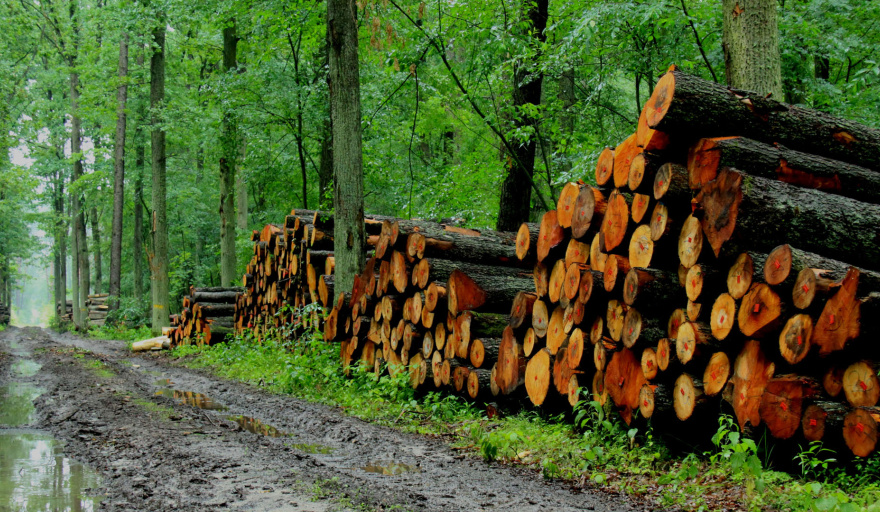 Acuerdo UE - Mercosur: qué está en juego para la foresto-industria argentina