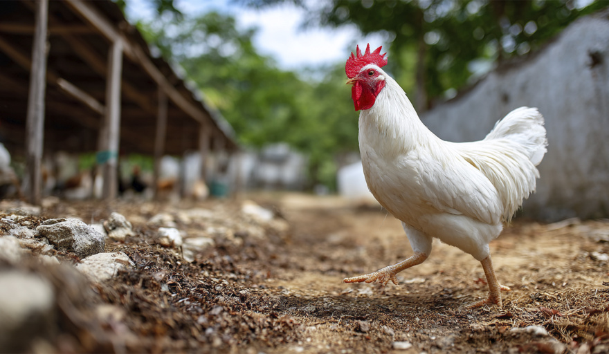 El SENASA confirmó un caso positivo de Influenza aviar en Ranchos