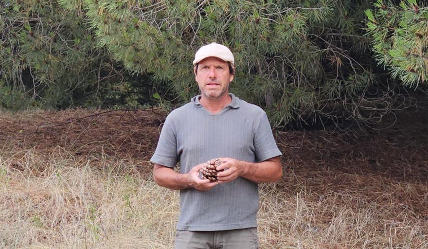 Del bosque costero a Europa: el emprendedor que exporta piñones desde Claromecó