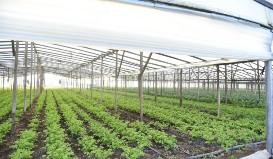 Productores de La Plata alertan por una severa crisis por costos dolarizados y caída del consumo