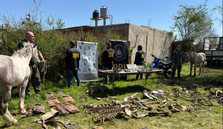 Desmantelaron una banda que robaba caballos de polo en Pilar y los faenaba en Moreno