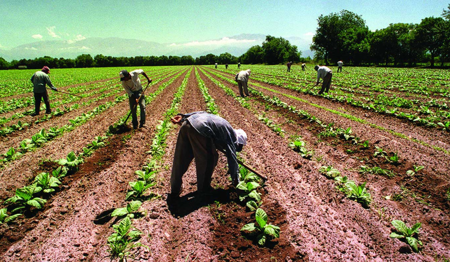 Actualizan el sueldo de los trabajadores rurales: cuánto cobra un peón en octubre
